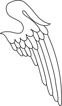 A White Bird Wing On A Black Background