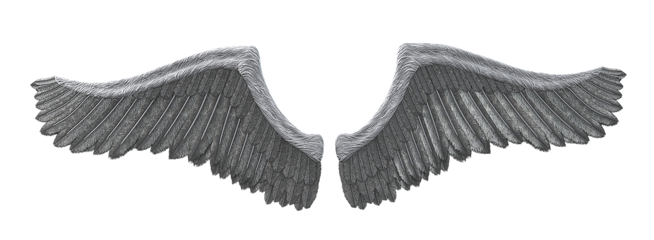 A Pair Of Grey Wings