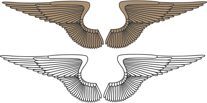 A Set Of Wings On A Black Background