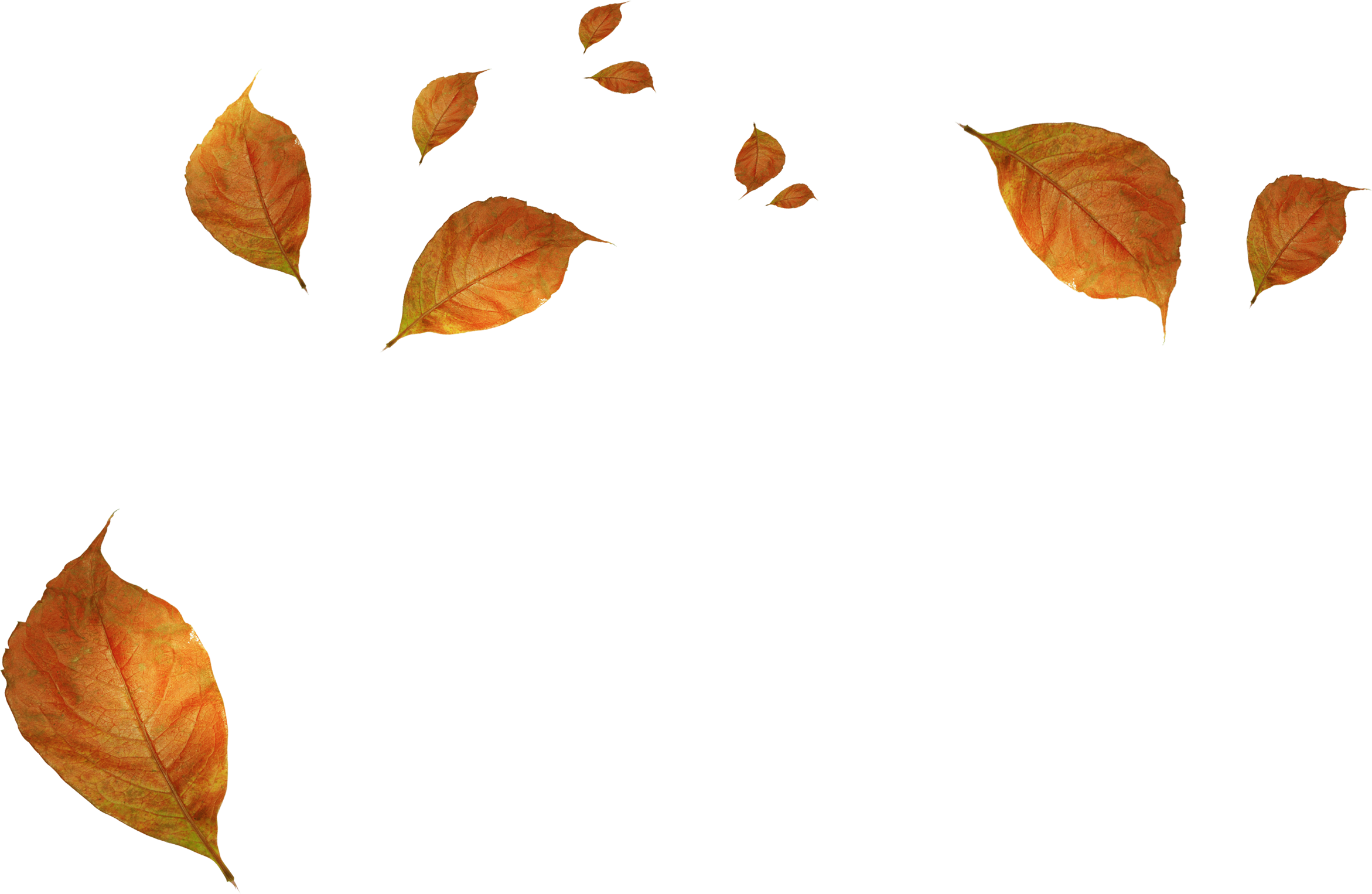 A Group Of Orange Leaves