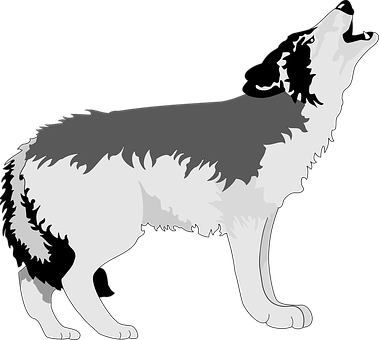 A White And Grey Wolf Howling