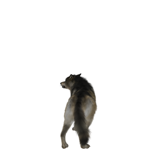 A Wolf Standing On A Black Background