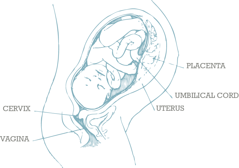 Womb Png 783 X 549