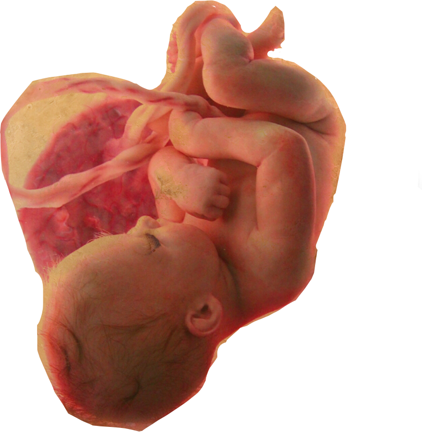 Womb Png 829 X 849