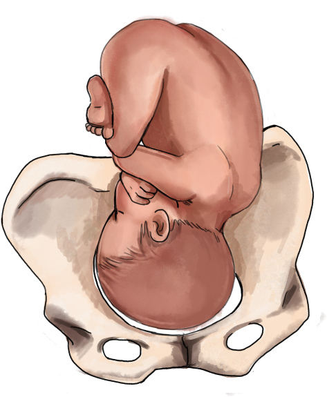 A Baby In A Human Fetus