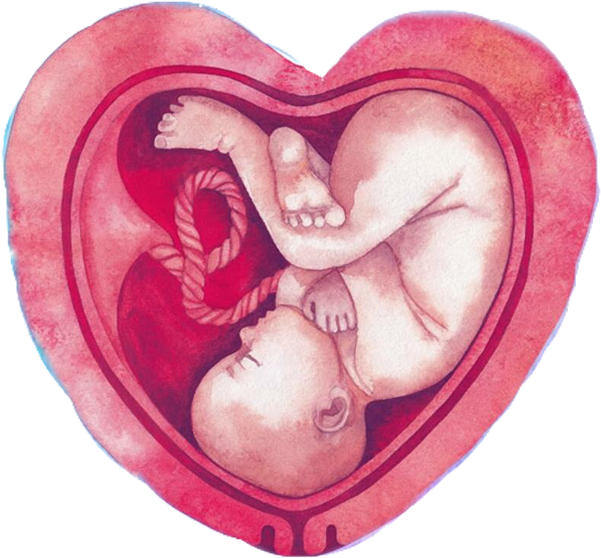 A Baby In A Heart Shaped Object