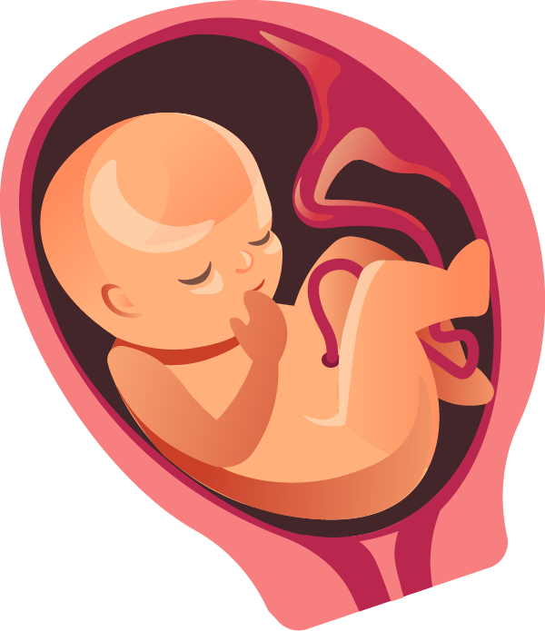 Womb Png 600 X 695