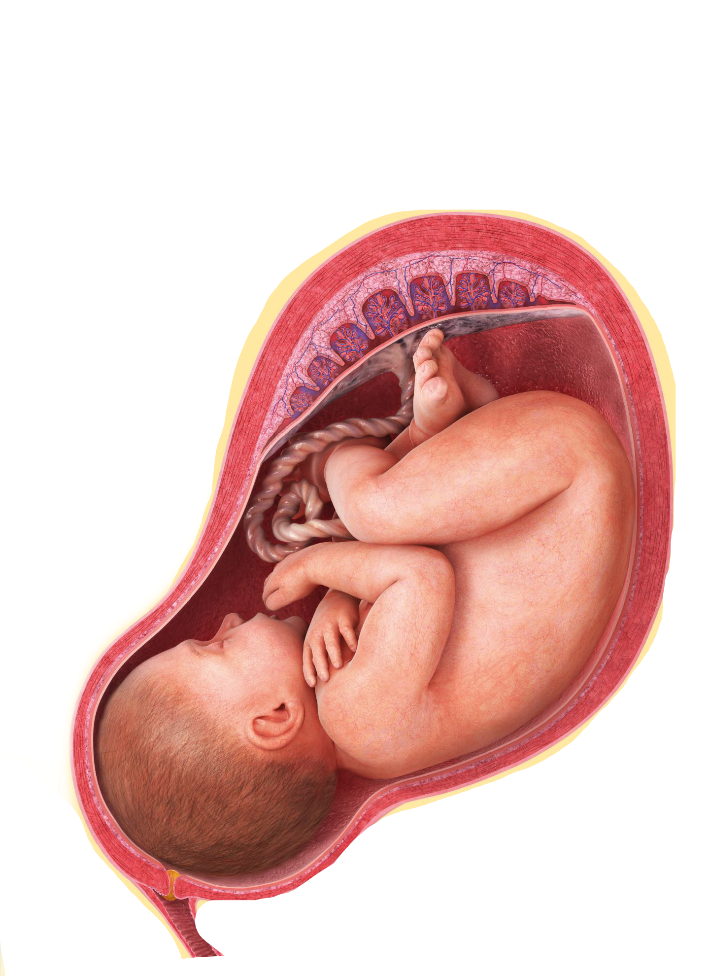 A Baby In A Womb