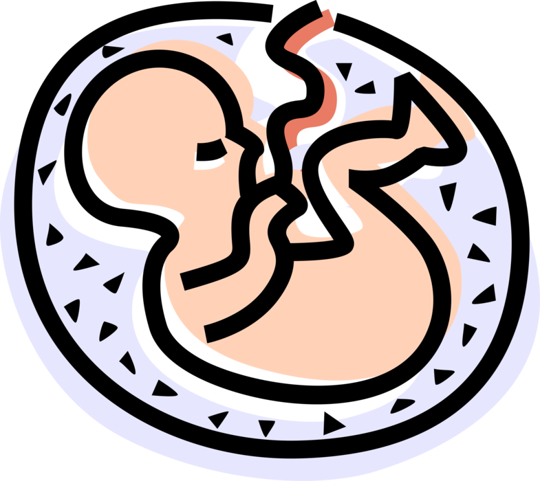 Womb Png 785 X 700