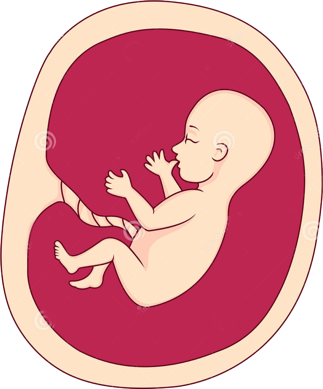 Womb Png 1083 X 1301