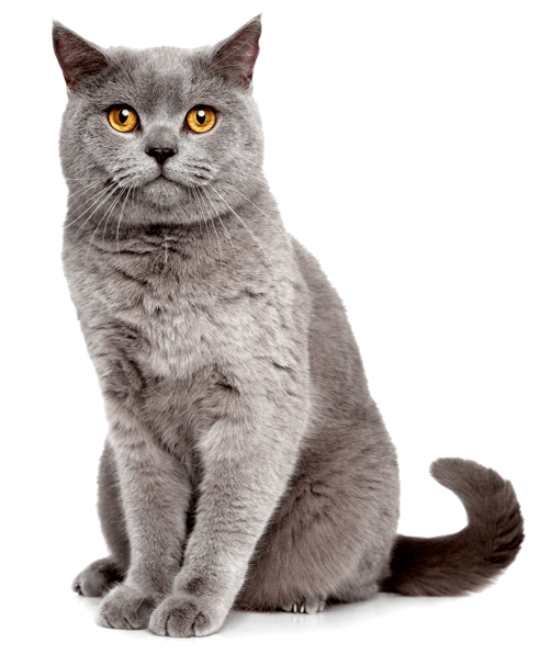 A Grey Cat With Yellow Eyes