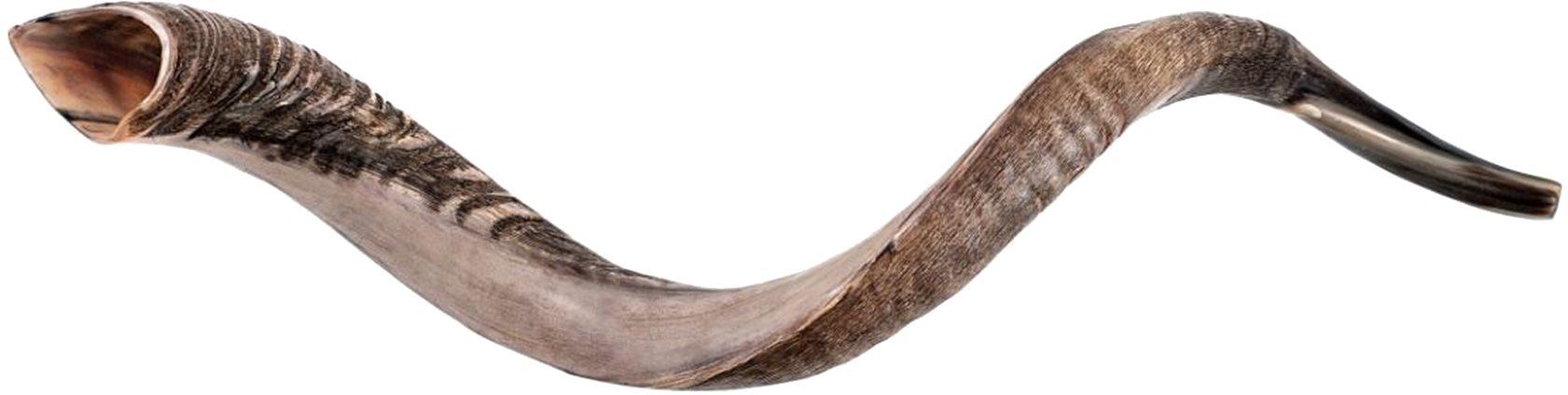 A Close Up Of A Horn