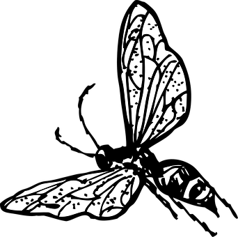 A Black And White Image Of A Bug