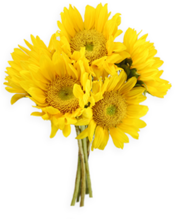 A Bouquet Of Sunflowers On A Black Background