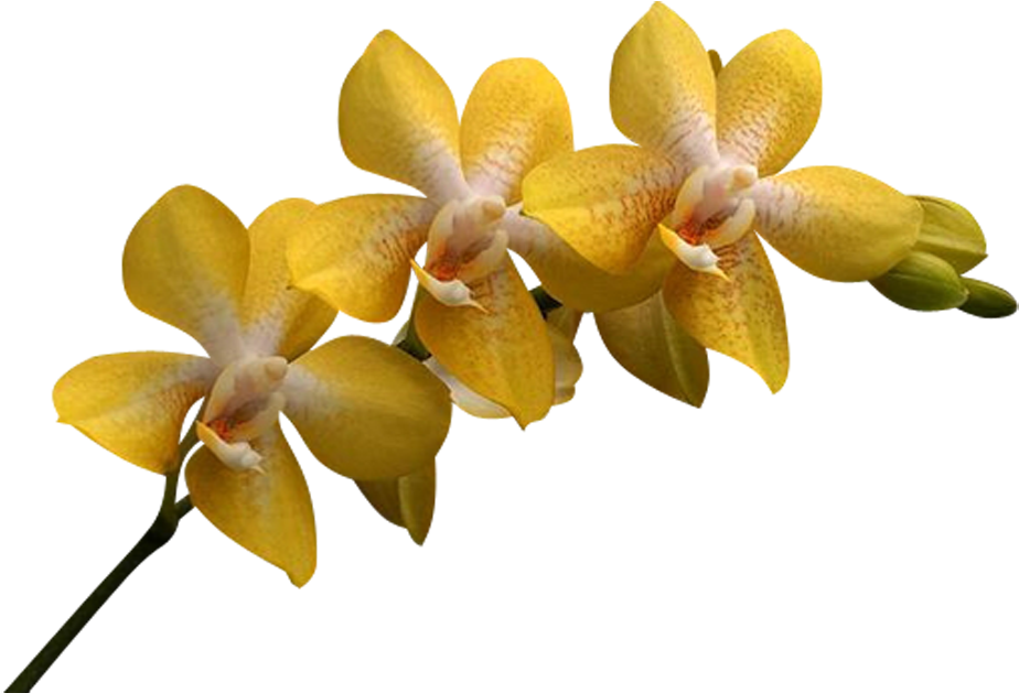 A Yellow And White Orchids