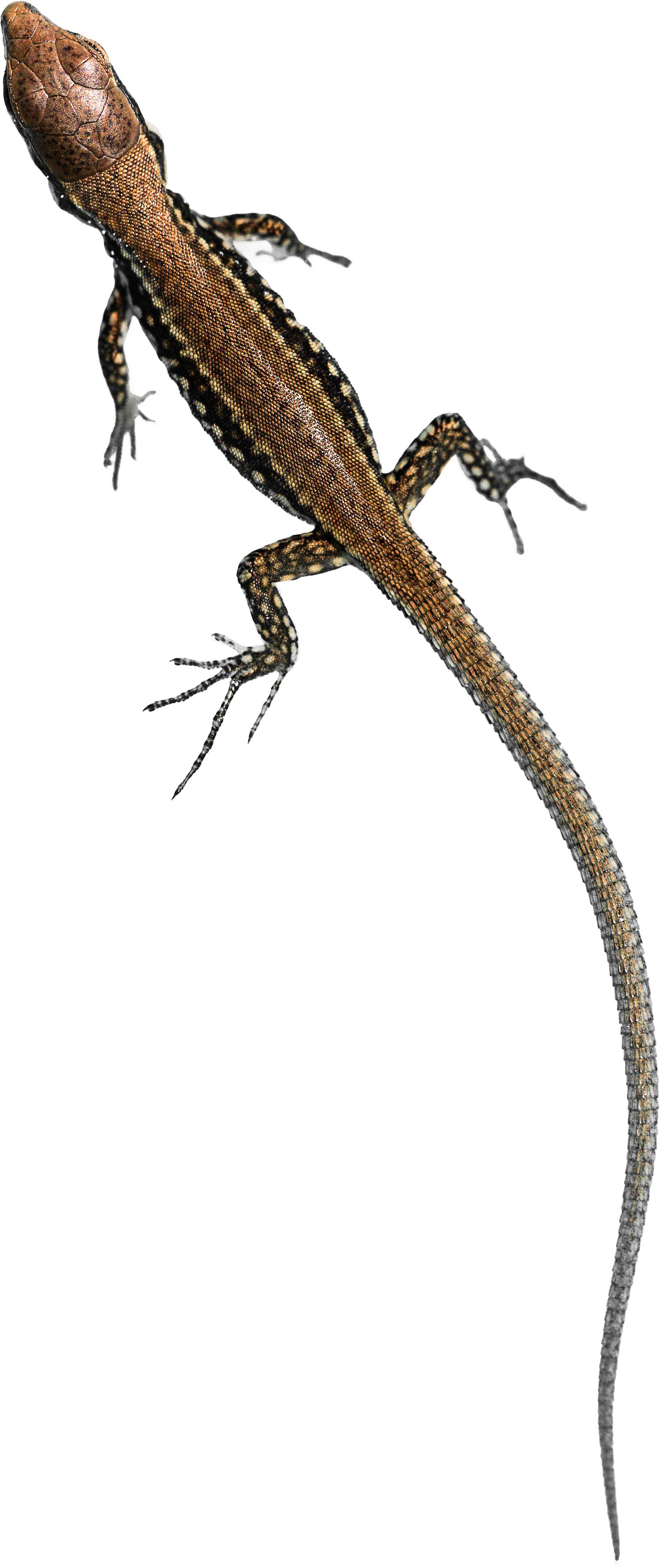 A Lizard With Long Tail And Long Legs