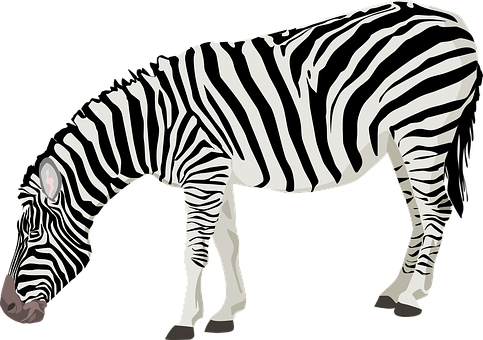 Zebra Png 483 X 340
