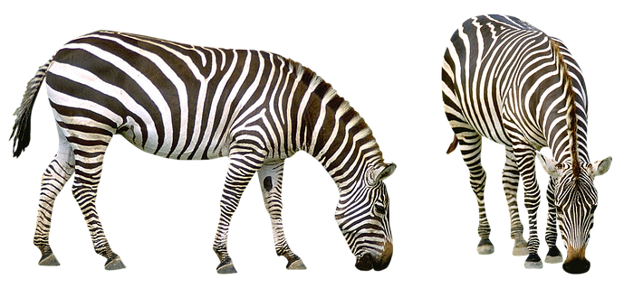 Zebra Png 689 X 340