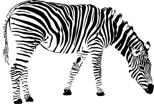 Zebra Png 503 X 340
